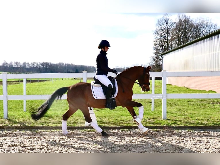 Pony tedesco Castrone 6 Anni 139 cm Baio in Recke, bei Osnabrück