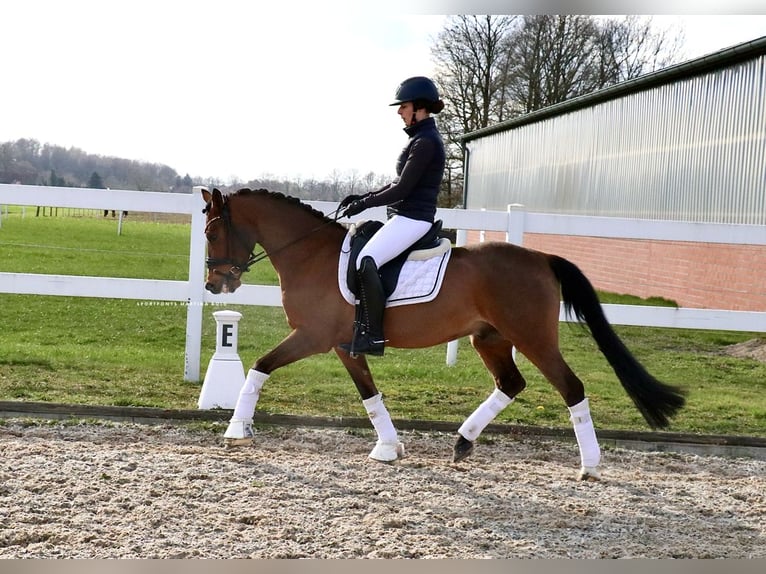 Pony tedesco Castrone 6 Anni 139 cm Baio in Recke, bei Osnabrück