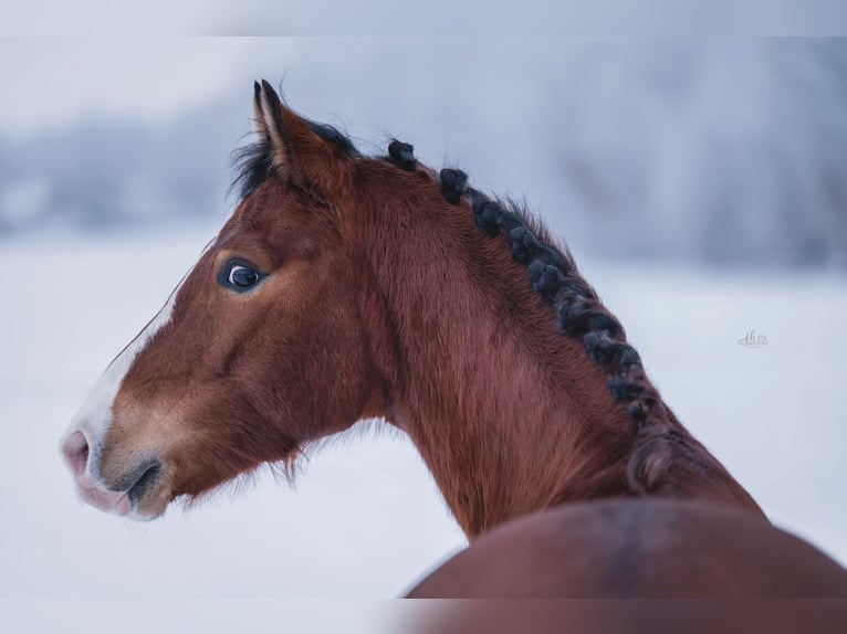 Pony tedesco Castrone 6 Anni 141 cm Baio chiaro in Wiemersdorf