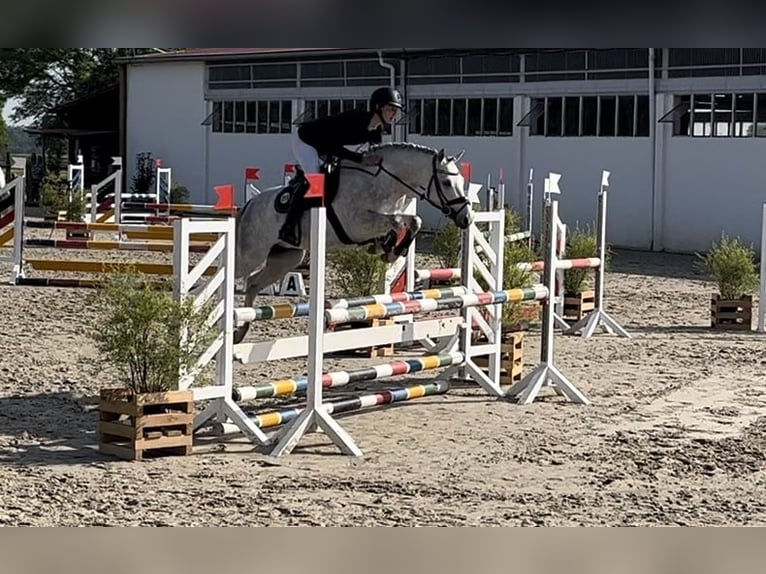 Pony tedesco Castrone 6 Anni 142 cm Grigio in Melle