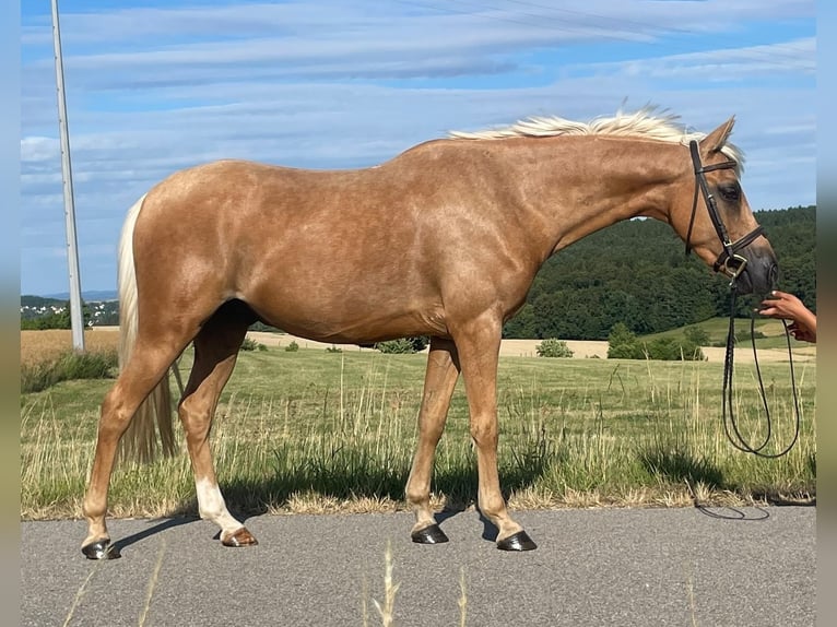 Pony tedesco Mix Castrone 6 Anni 142 cm Palomino in Deuerling