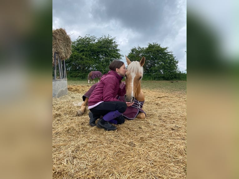 Pony tedesco Mix Castrone 6 Anni 142 cm Palomino in Deuerling
