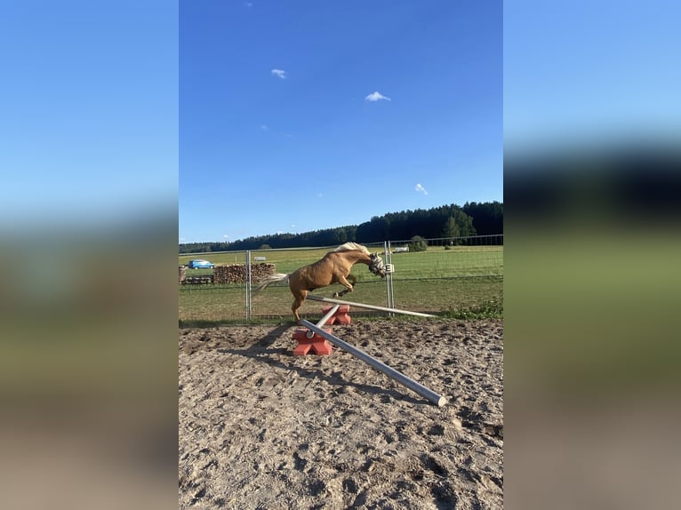 Pony tedesco Mix Castrone 6 Anni 142 cm Palomino in Deuerling