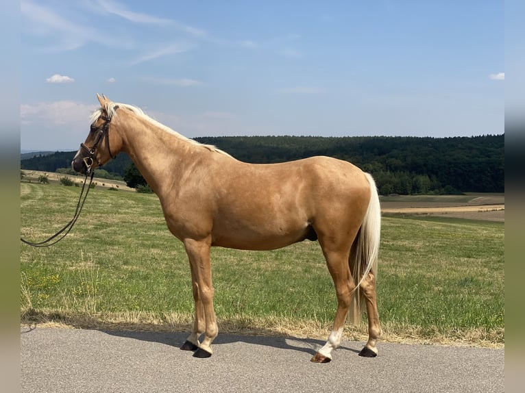 Pony tedesco Mix Castrone 6 Anni 142 cm Palomino in Deuerling