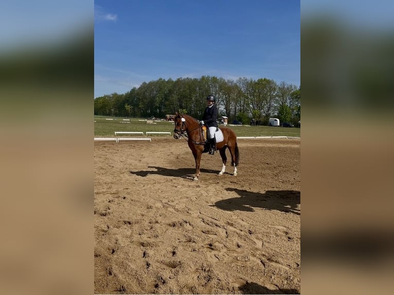 Pony tedesco Castrone 6 Anni 142 cm Sauro in Wittstock