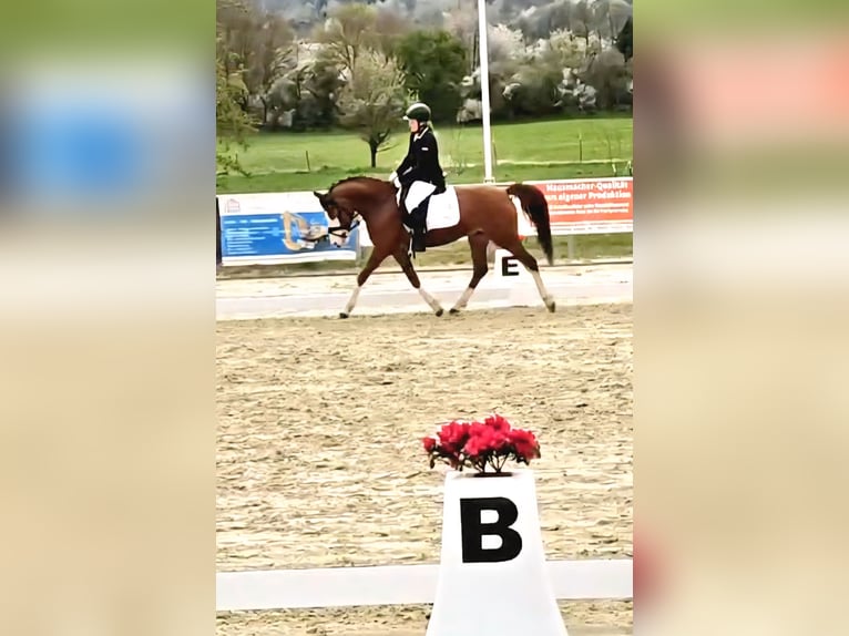 Pony tedesco Castrone 6 Anni 142 cm Sauro scuro in Reiskirchen