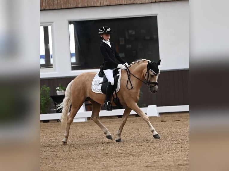 Pony tedesco Castrone 6 Anni 143 cm Palomino in Kevelaer