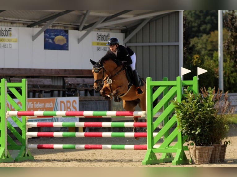 Pony tedesco Castrone 6 Anni 143 cm Pelle di daino in Lensahn