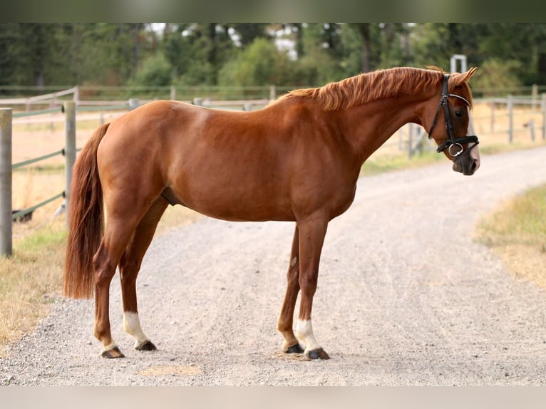 Pony tedesco Castrone 6 Anni 144 cm Sauro in Tönisvorst