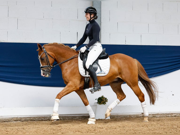Pony tedesco Castrone 6 Anni 144 cm Sauro in Marsberg