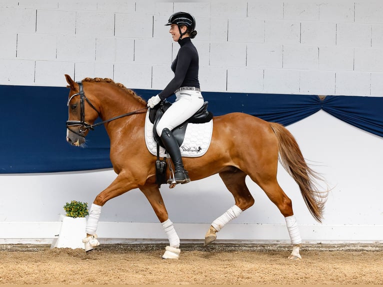 Pony tedesco Castrone 6 Anni 144 cm Sauro in Marsberg