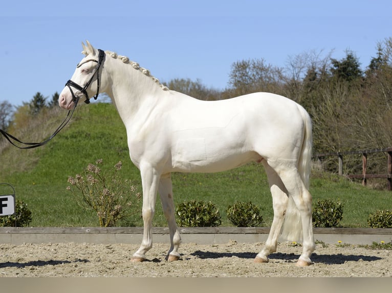 Pony tedesco Castrone 6 Anni 145 cm Cremello in Sassenberg