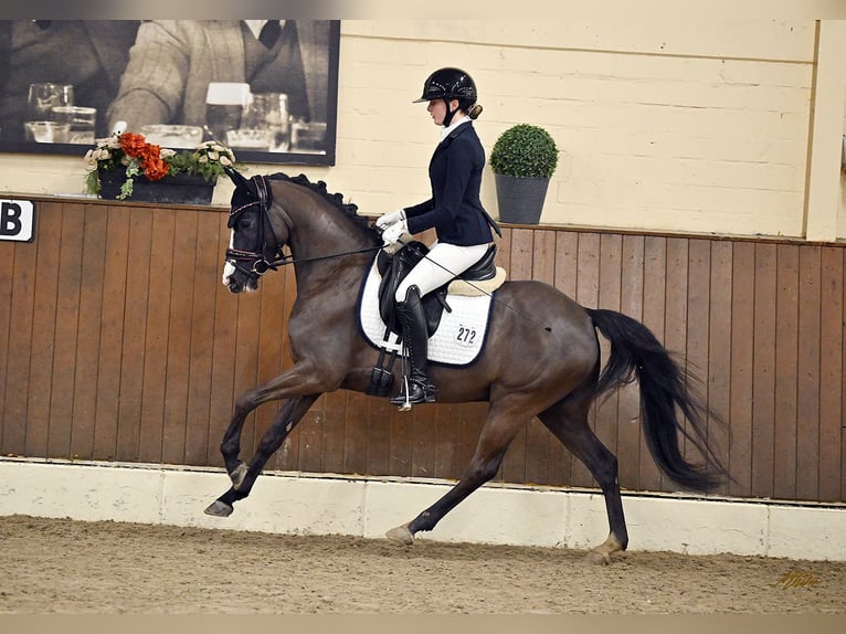 Pony tedesco Castrone 6 Anni 146 cm Baio nero in Nottuln