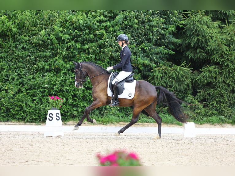 Pony tedesco Castrone 6 Anni 146 cm Baio nero in Nottuln