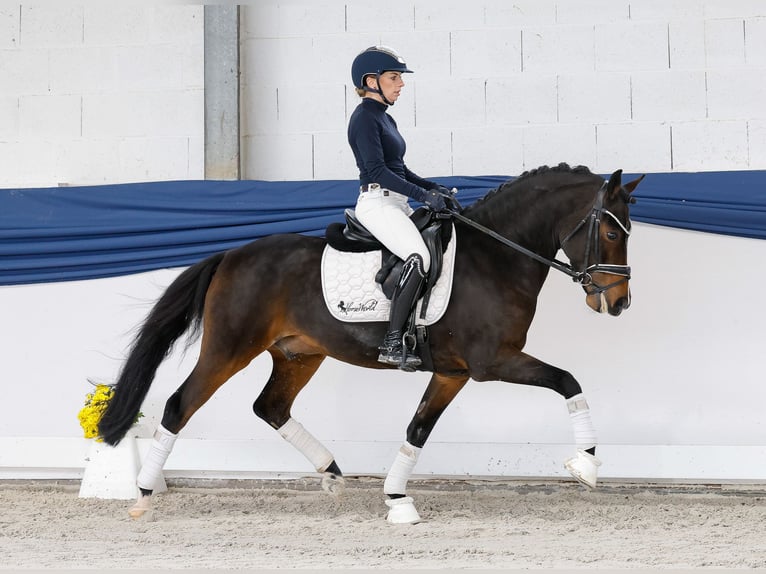 Pony tedesco Castrone 6 Anni 146 cm Baio scuro in Marsberg Pony tedesco Castrone 6 Anni 146 cm Baio scuro in Marsberg