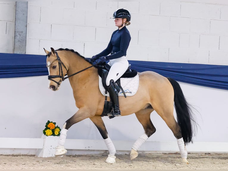 Pony tedesco Castrone 6 Anni 146 cm Falbo in Marsberg