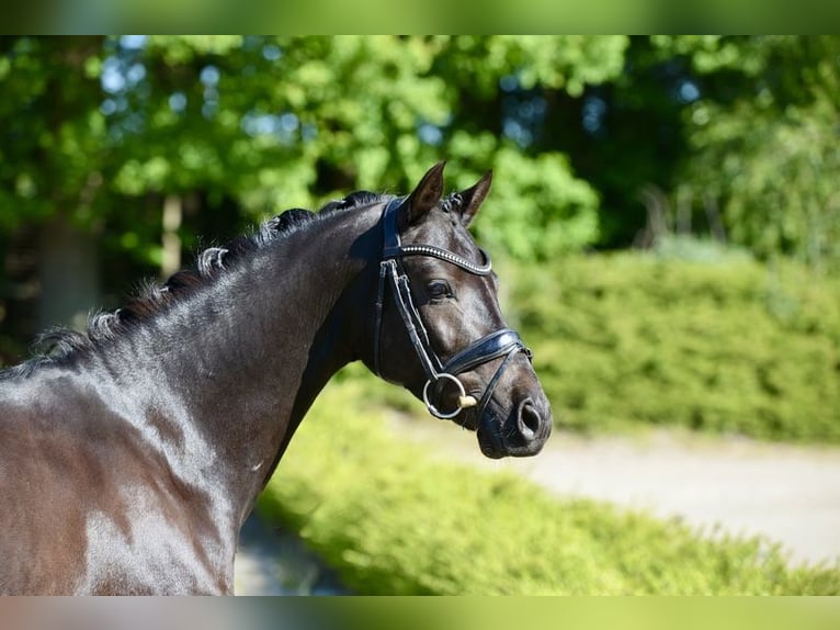 Pony tedesco Castrone 6 Anni 146 cm Morello in Visbek