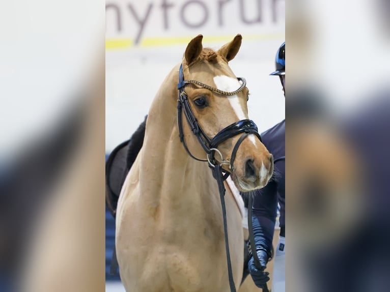 Pony tedesco Castrone 6 Anni 146 cm Sauro scuro in Marsberg