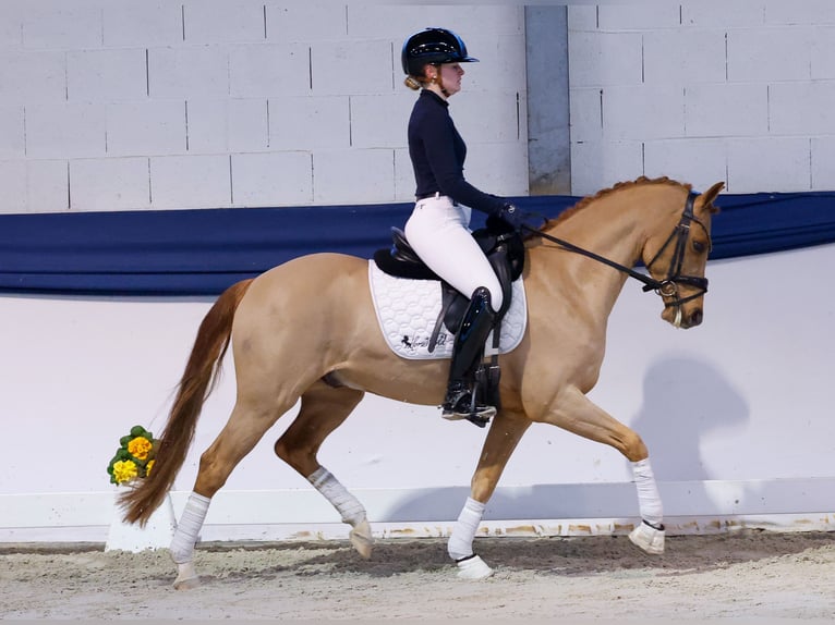 Pony tedesco Castrone 6 Anni 146 cm Sauro scuro in Marsberg