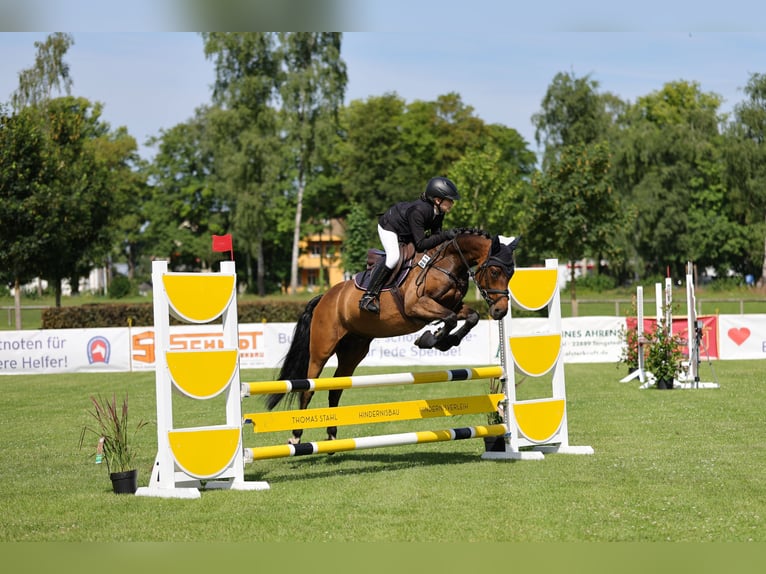 Pony tedesco Castrone 6 Anni 147 cm Baio in Tangstedt