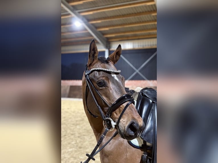 Pony tedesco Castrone 6 Anni 147 cm Baio in Ladbergen