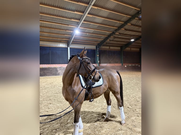 Pony tedesco Castrone 6 Anni 147 cm Baio in Ladbergen