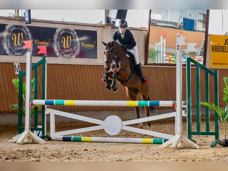 Pony tedesco Castrone 6 Anni 147 cm Baio in Spelle