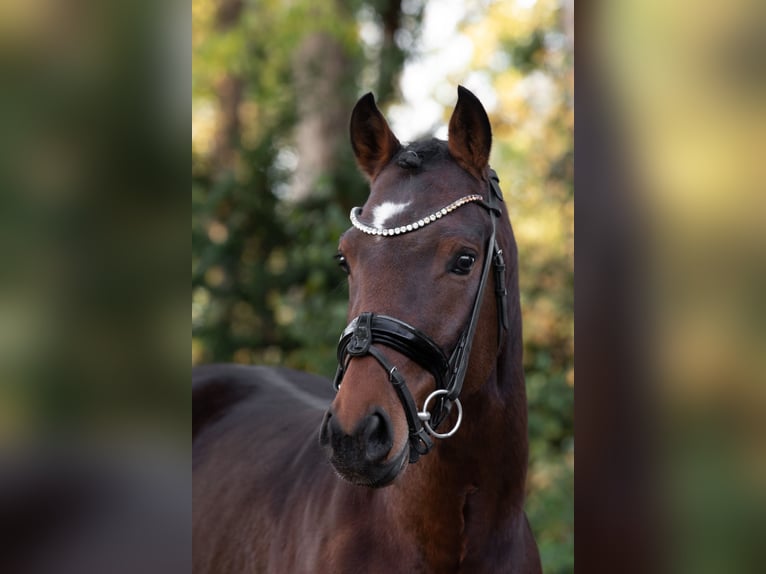 Pony tedesco Castrone 6 Anni 147 cm Baio in Spelle