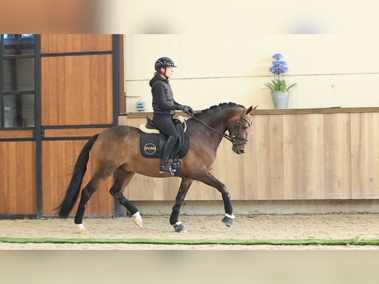 Pony tedesco Castrone 6 Anni 147 cm Baio in Oost West en Middelbeers