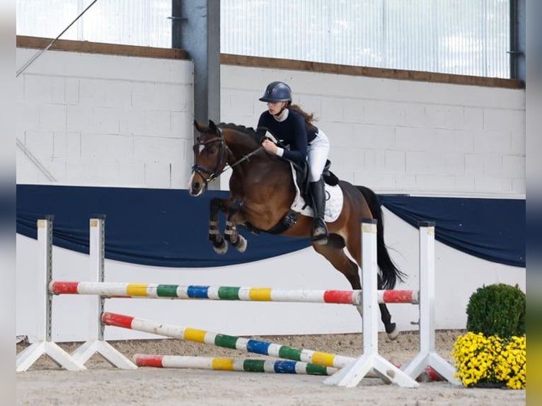 Pony tedesco Castrone 6 Anni 147 cm Baio in Marsberg