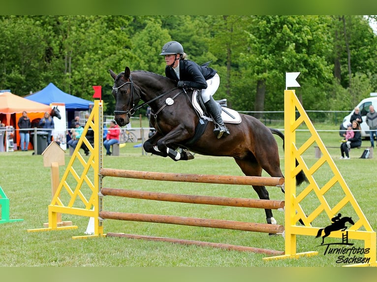 Pony tedesco Castrone 6 Anni 147 cm Baio scuro in Lengenfeld