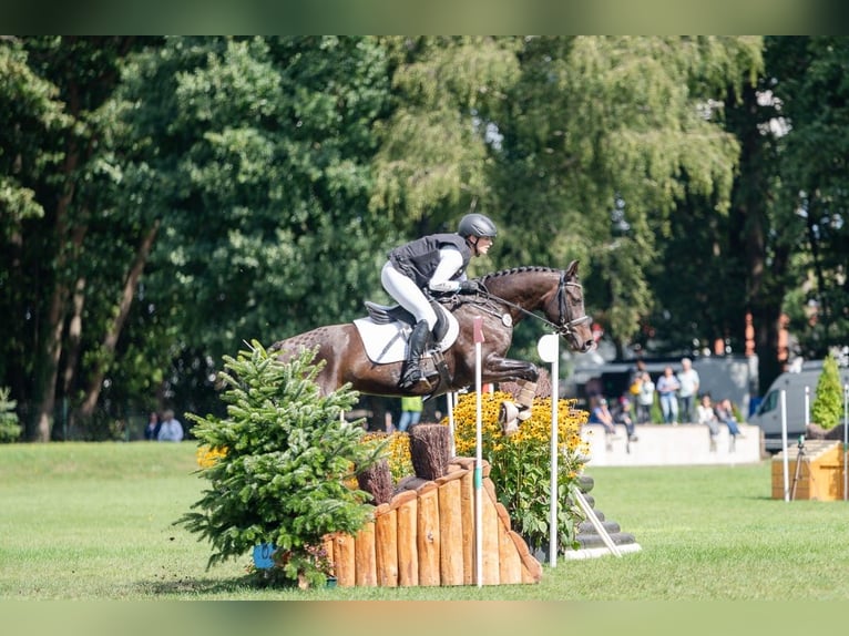 Pony tedesco Castrone 6 Anni 147 cm Baio scuro in Lengenfeld