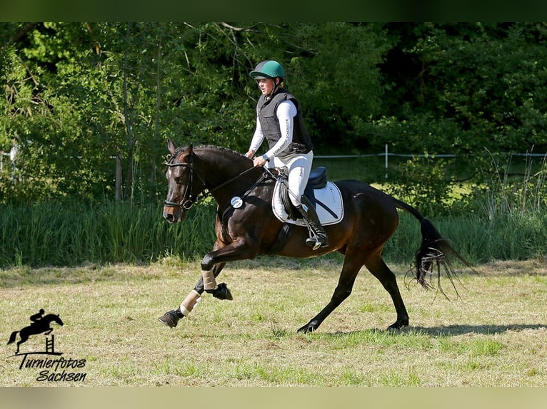 Pony tedesco Castrone 6 Anni 147 cm Baio scuro in Lengenfeld
