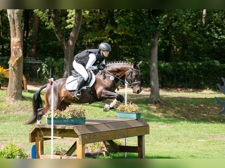 Pony tedesco Castrone 6 Anni 147 cm Baio scuro in Lengenfeld