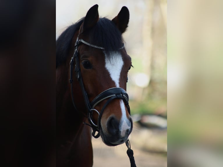 Pony tedesco Castrone 6 Anni 147 cm Baio scuro in Dortmund