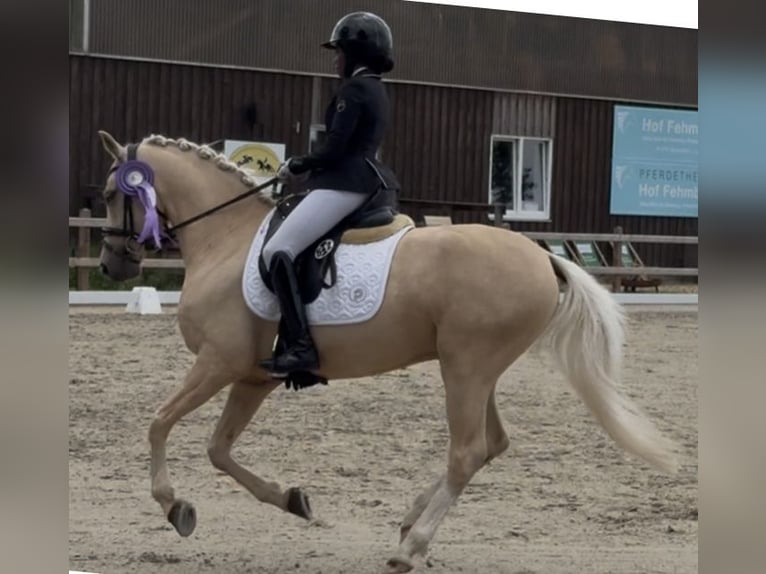 Pony tedesco Castrone 6 Anni 147 cm Palomino in Lauenburg