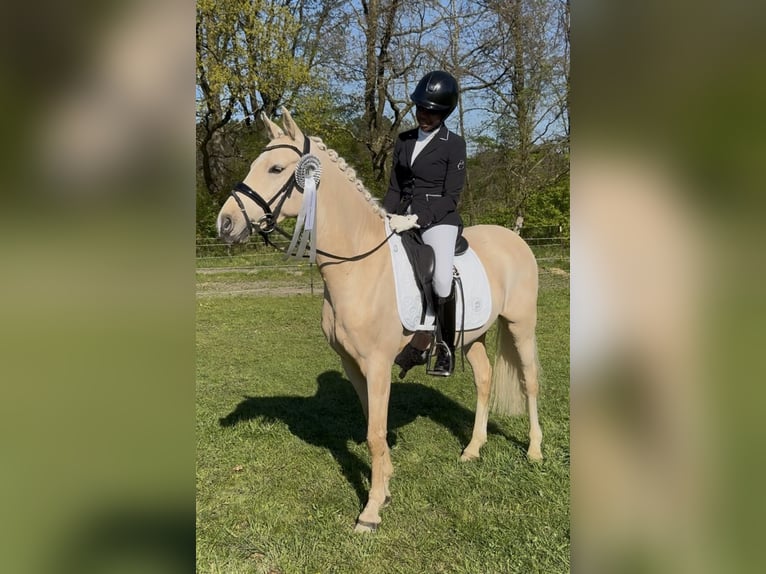 Pony tedesco Castrone 6 Anni 147 cm Palomino in Lauenburg