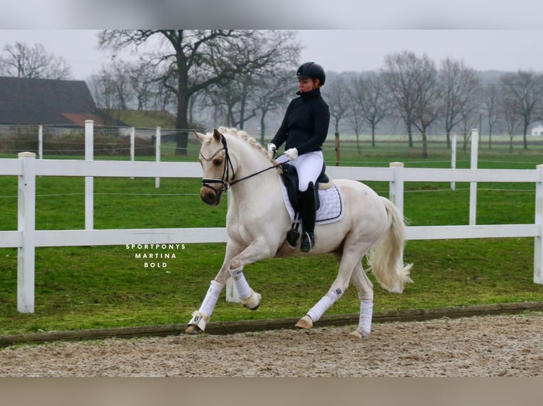 Pony tedesco Castrone 6 Anni 147 cm Palomino in Recke, bei Osnabrück