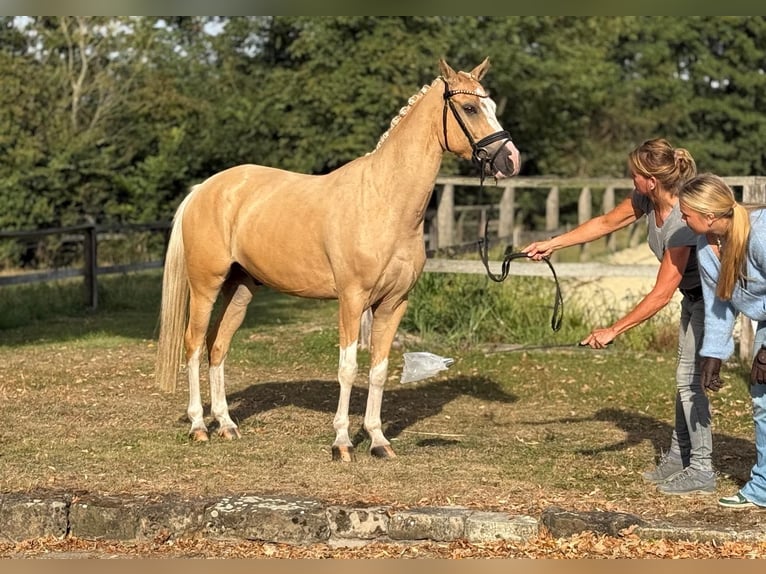 Pony tedesco Castrone 6 Anni 147 cm Palomino in Dülmen