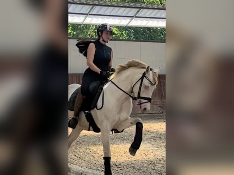 Pony tedesco Castrone 6 Anni 147 cm Perlino in Delbrück
