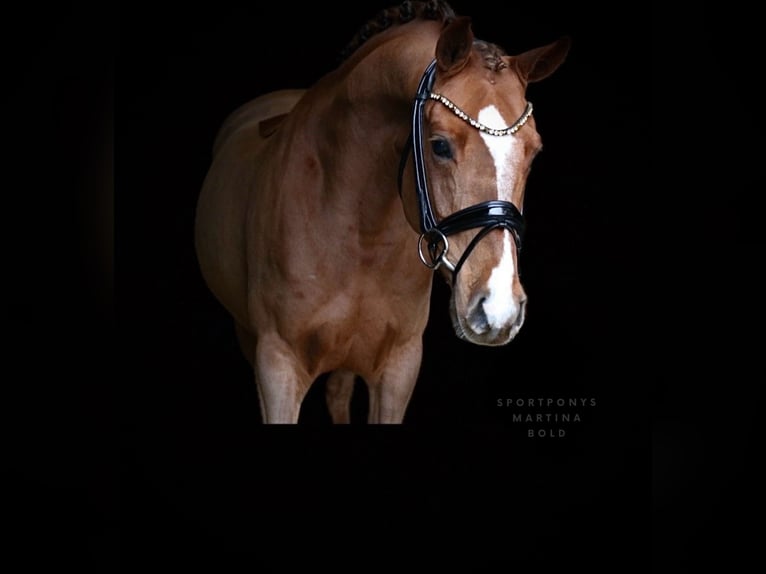 Pony tedesco Castrone 6 Anni 147 cm Sauro in Recke, bei Osnabrück