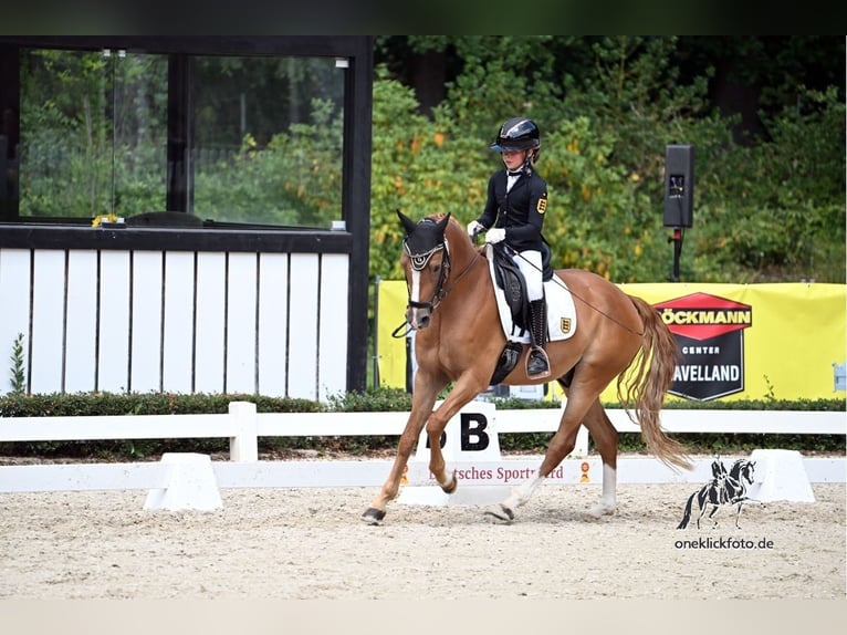 Pony tedesco Castrone 6 Anni 147 cm Sauro in Freiamt
