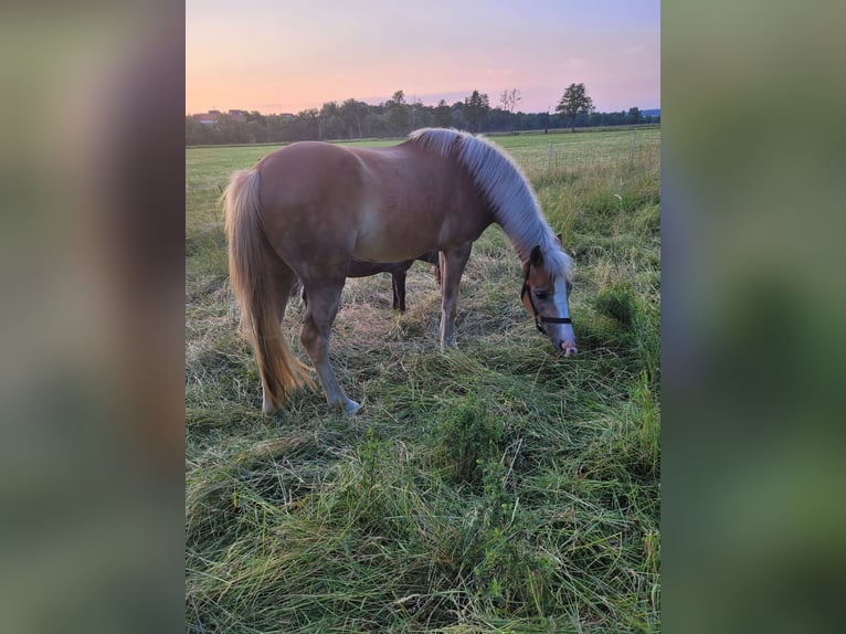 Pony tedesco Mix Castrone 6 Anni 147 cm Sauro in Hünfeld
