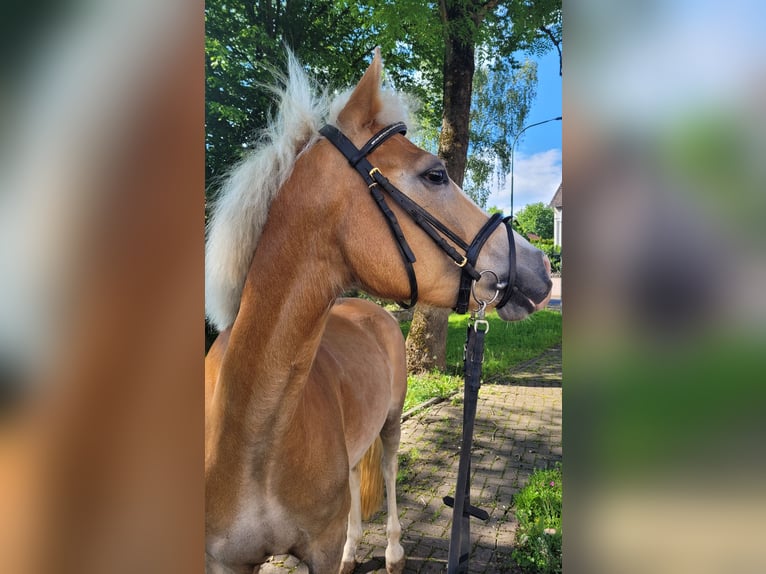 Pony tedesco Mix Castrone 6 Anni 147 cm Sauro in Hünfeld