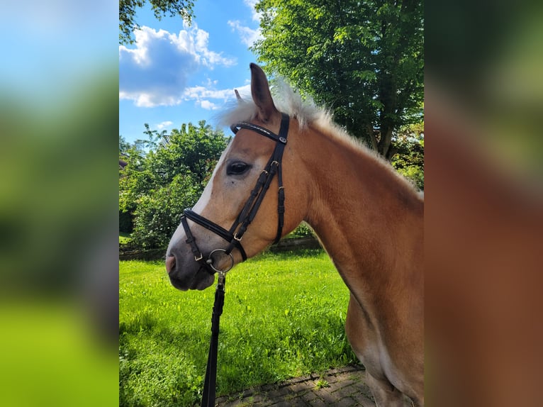 Pony tedesco Mix Castrone 6 Anni 147 cm Sauro in Hünfeld