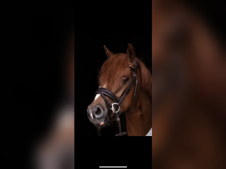 Pony tedesco Castrone 6 Anni 147 cm Sauro scuro in Ahrensburg