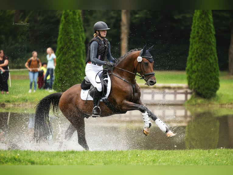 Pony tedesco Castrone 6 Anni 148 cm Baio in K&#xF6;ln
