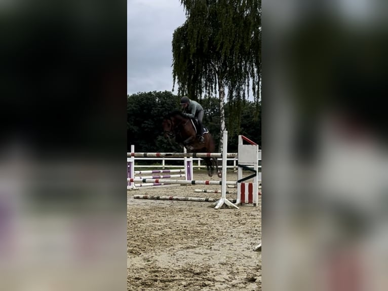 Pony tedesco Castrone 6 Anni 148 cm Baio in K&#xF6;ln