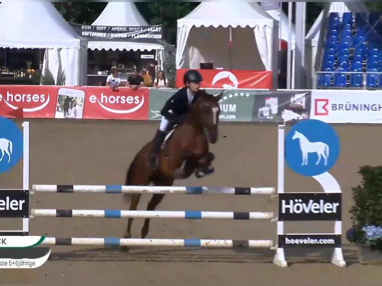 Pony tedesco Castrone 6 Anni 148 cm Baio in Bülstringen