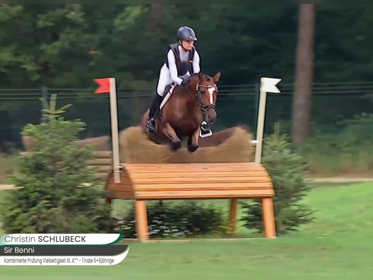 Pony tedesco Castrone 6 Anni 148 cm Baio in Bülstringen